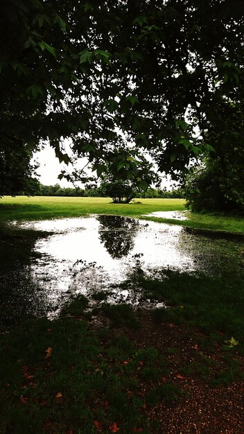 Foto il riflesso degli alberi nel lago