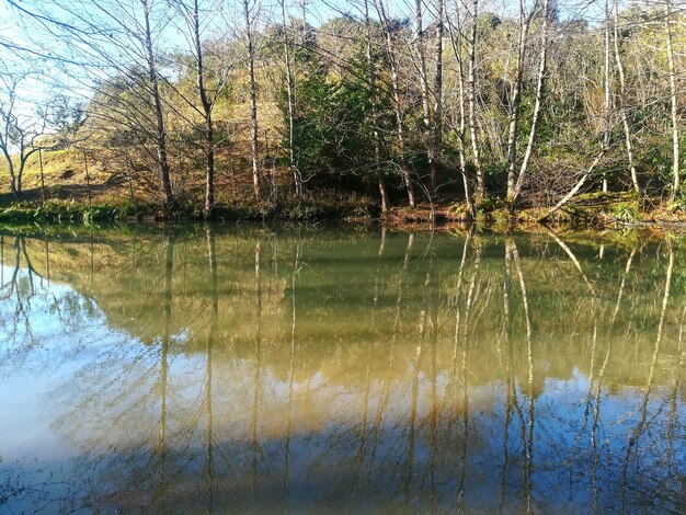 Reflection of trees in lake