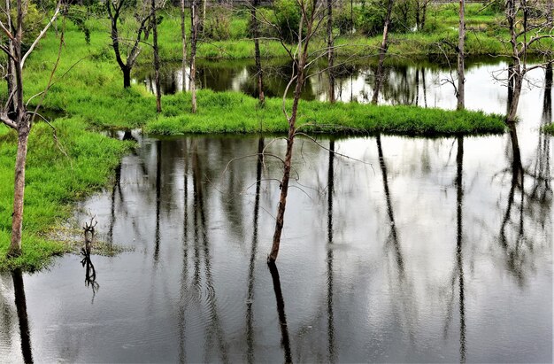 Foto il riflesso degli alberi nel lago