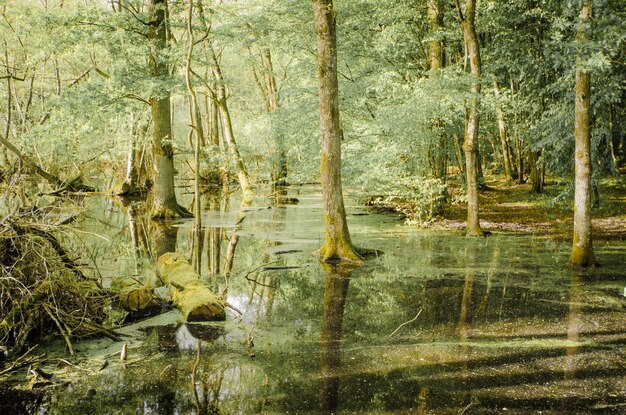 Photo reflection of trees in lake