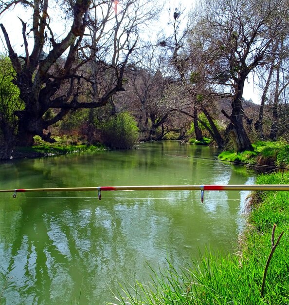 Reflection of trees in lake