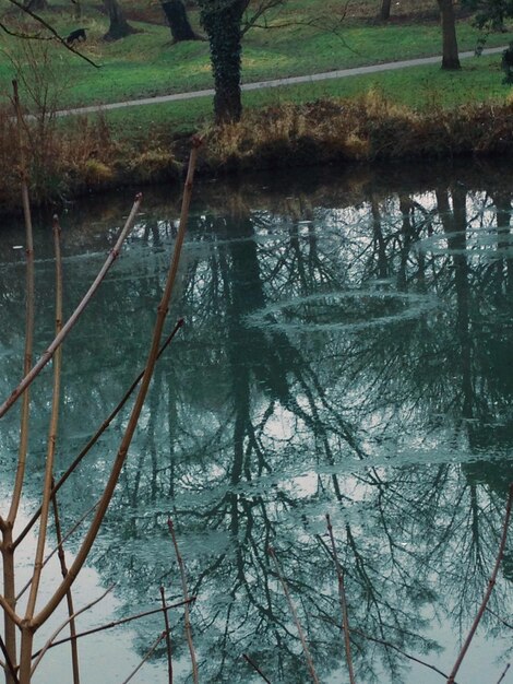 Foto il riflesso degli alberi nel lago