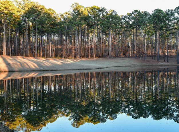 Photo reflection of trees in lake