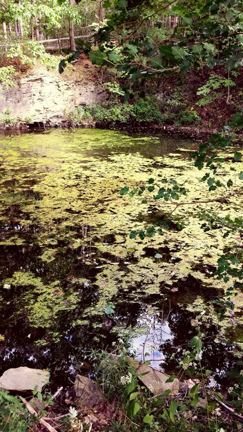 Foto il riflesso degli alberi nel lago