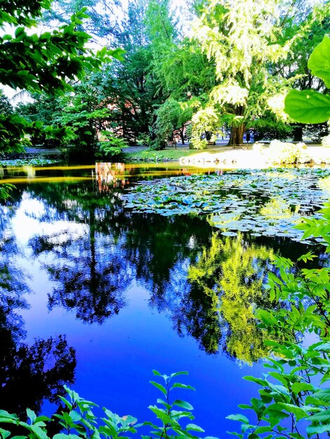 Reflection of trees in lake