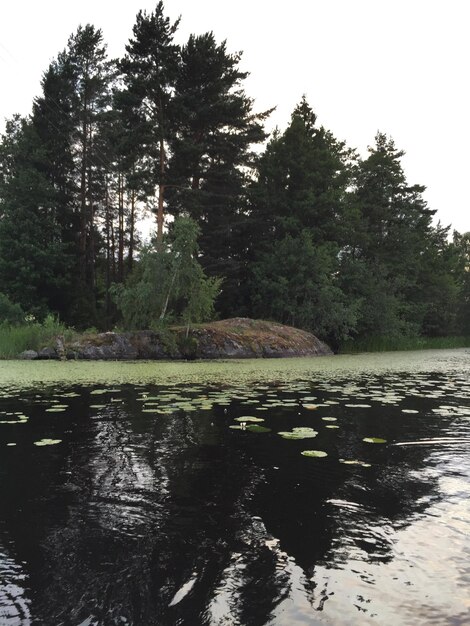 Photo reflection of trees in lake