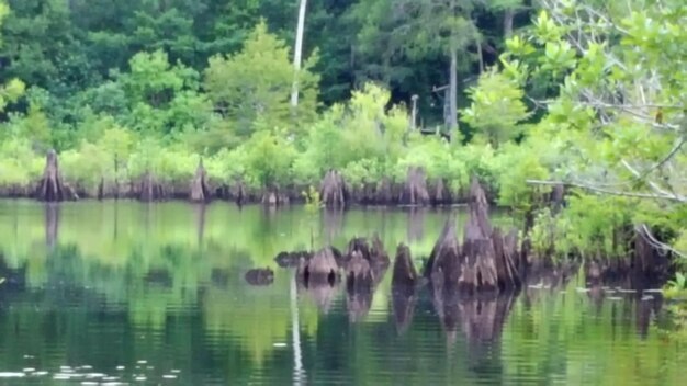 Reflection of trees in lake