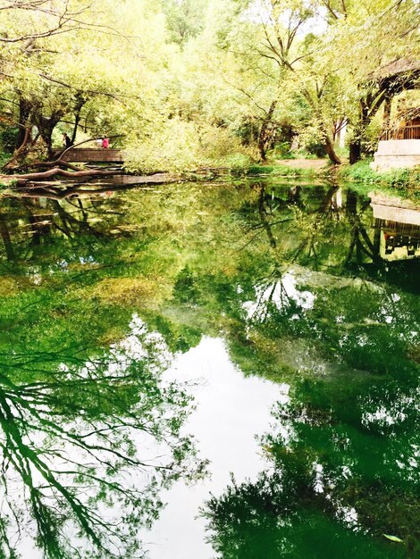 Reflection of trees in lake