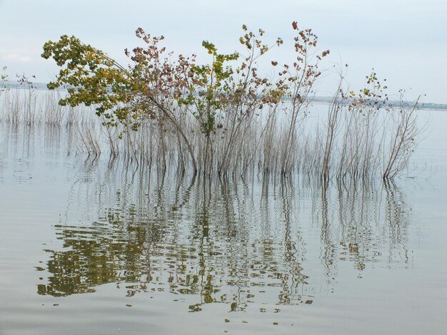 Foto il riflesso degli alberi nel lago