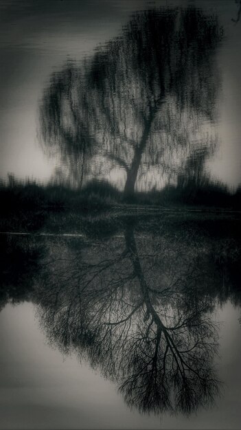 Photo reflection of trees in lake