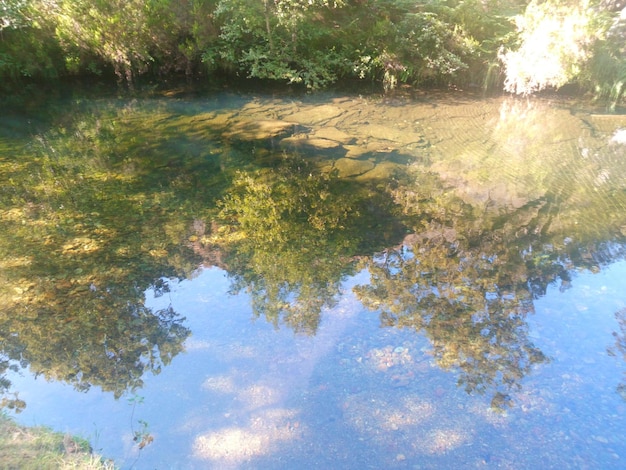 Reflection of trees in lake