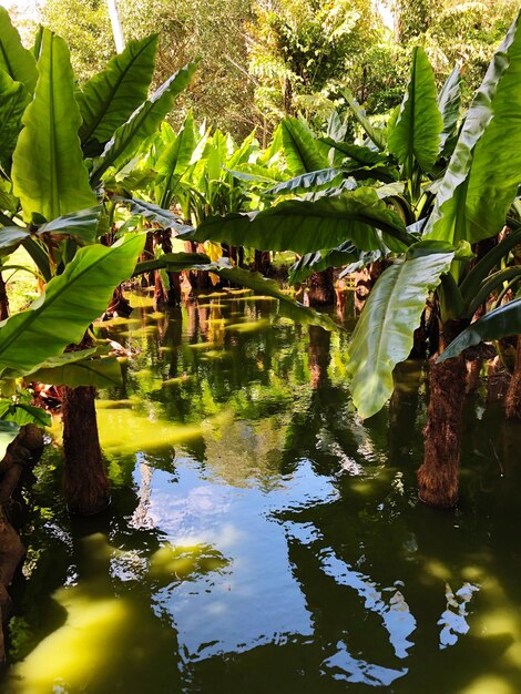 Reflection of trees in lake