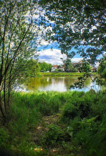 Foto il riflesso degli alberi nel lago