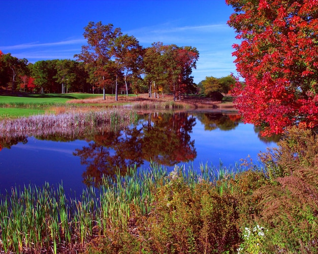 Foto riflesso degli alberi nel lago