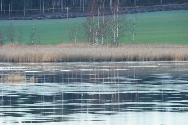 Reflection of trees on lake