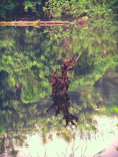 Foto il riflesso degli alberi nel lago