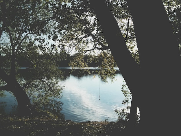 Reflection of trees in lake