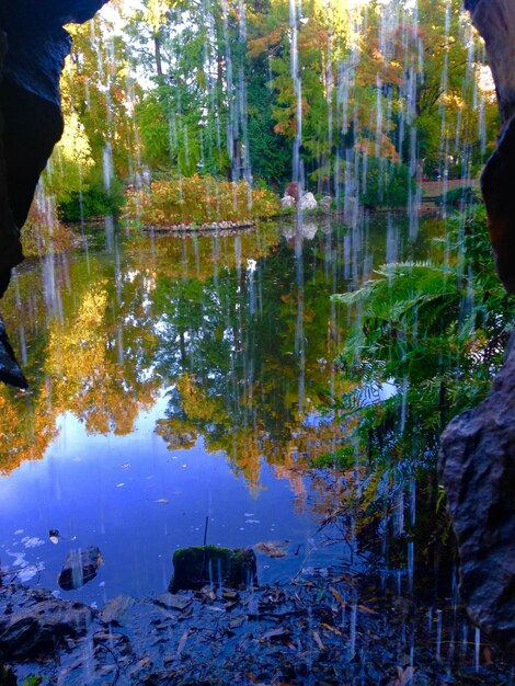 Foto il riflesso degli alberi nel lago