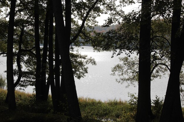 Photo reflection of trees in lake