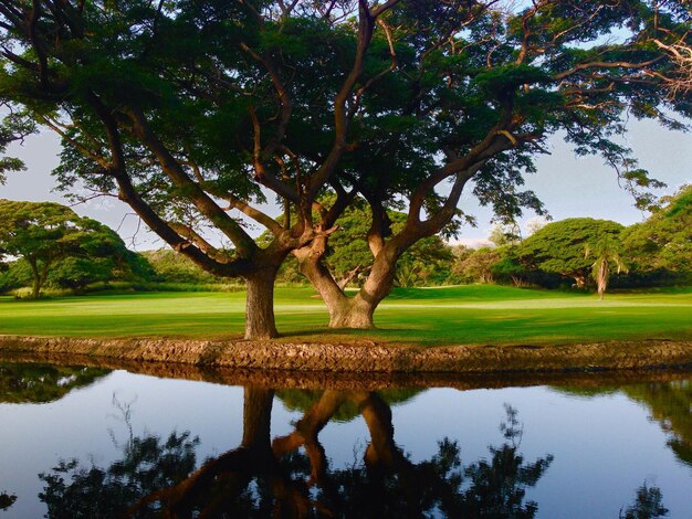 Reflection of trees in pond