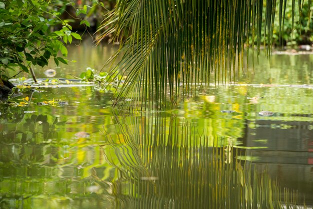 Reflection of trees in pond