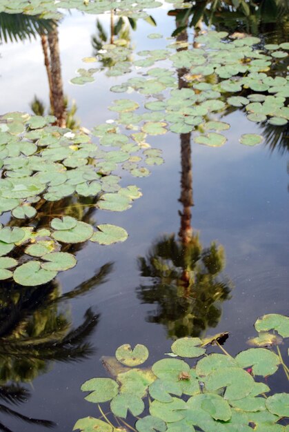 Reflection of trees in pond