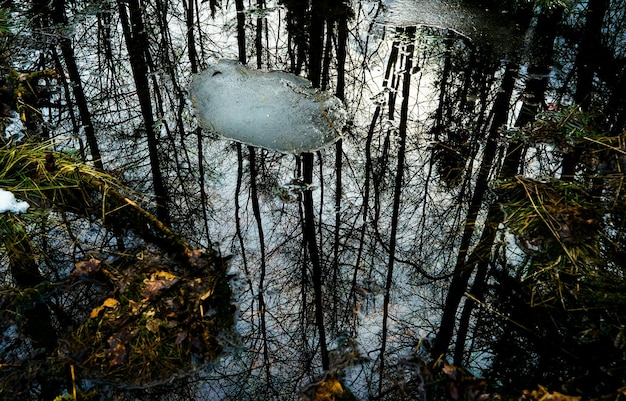 Photo reflection of trees in pond