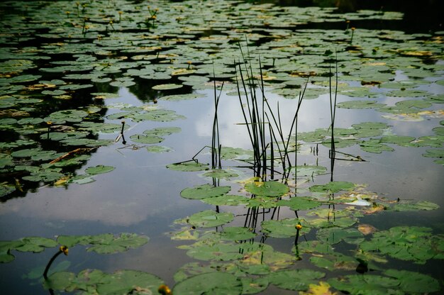 Reflection of trees in pond