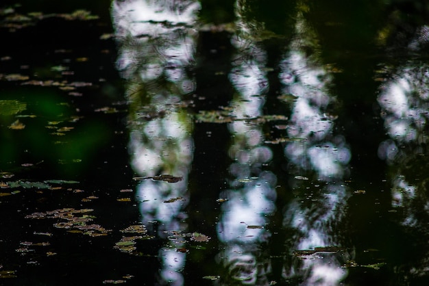Photo reflection of trees in pond