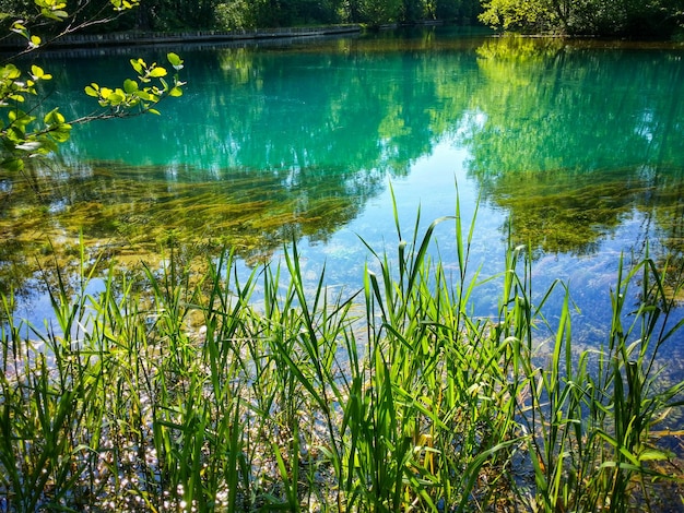 Photo reflection of trees in pond