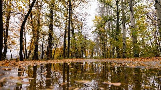 Reflection of trees in the puddle of the city park in the fall after the rain