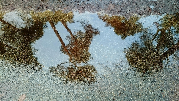 Foto il riflesso degli alberi nella pozzanghera sulla strada