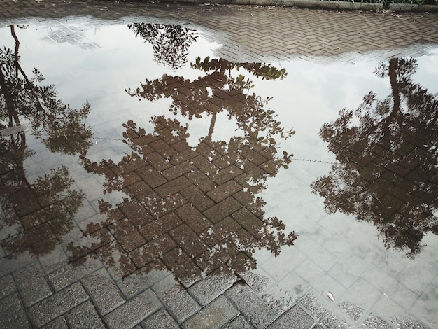 Photo reflection of trees in puddle on water