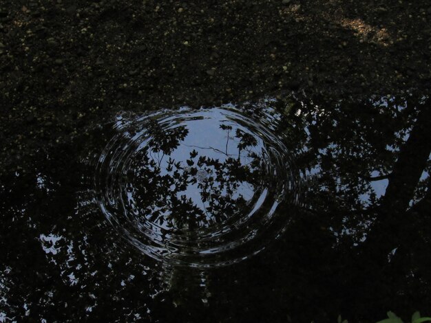 Reflection of trees in puddle