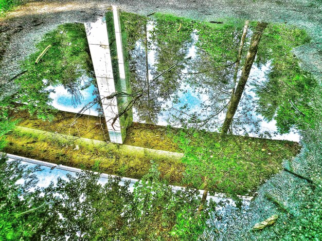 Reflection of trees on puddle