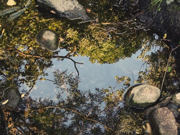 Foto riflessione degli alberi nella pozzanghera