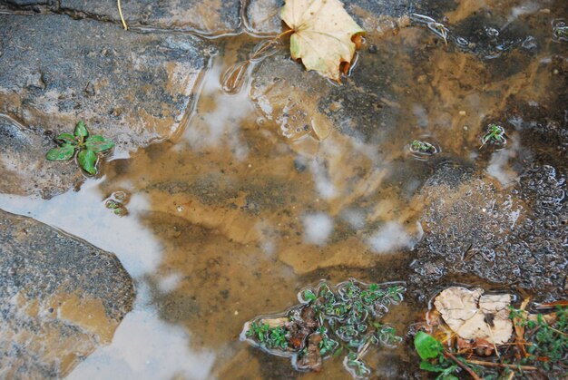 Photo reflection of trees in puddle