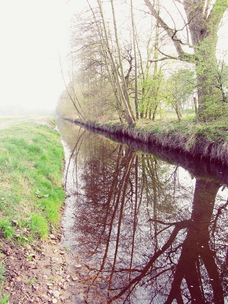 Foto riflessione degli alberi nel ruscello