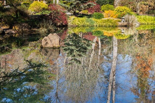 Riflesso degli alberi sull'acqua durante l'autunno