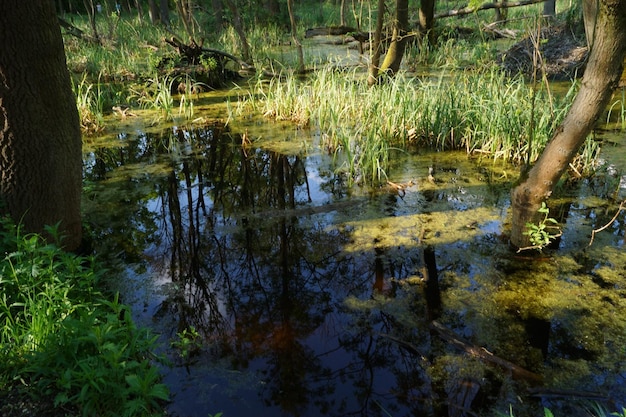 Photo reflection of trees in water at forest