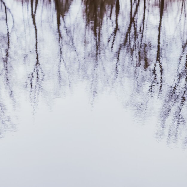 Photo reflection of trees in water. minimal style