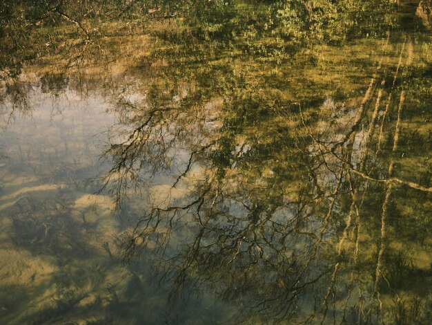 Foto riflesso degli alberi nell'acqua foto