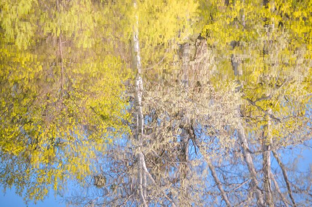 Reflection of trees in water in spring