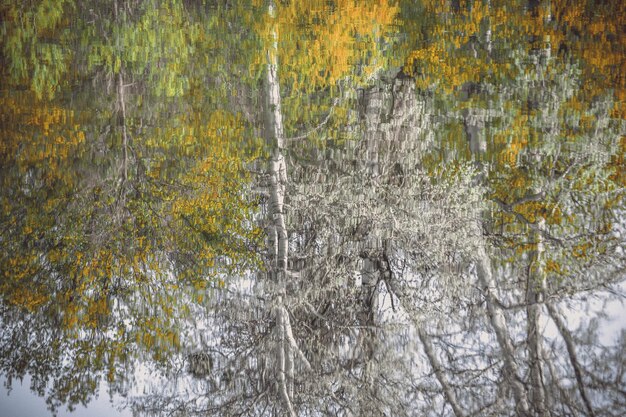 Отражение деревьев в родниковой воде