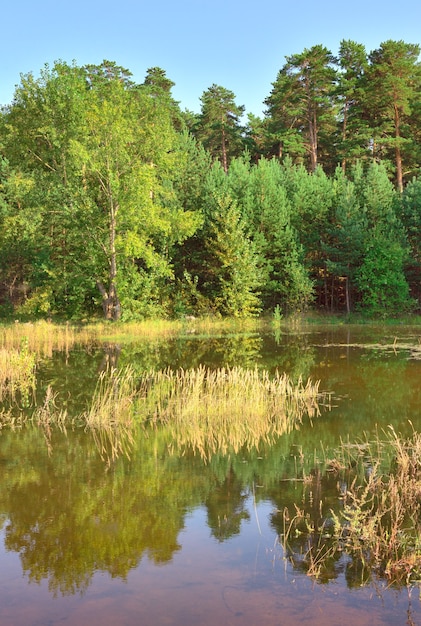 Отражение деревьев в воде в солнечный день. Красноярский край, Сибирь, Россия