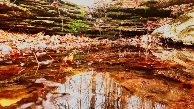 Foto riflesso degli alberi nell'acqua