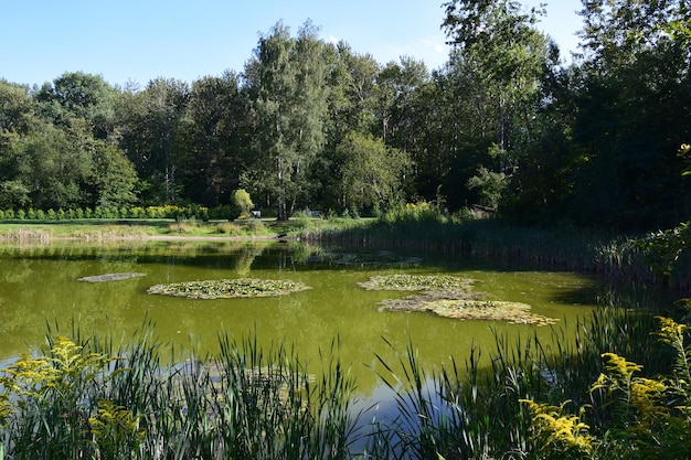 Foto riflessione degli alberi nell'acqua