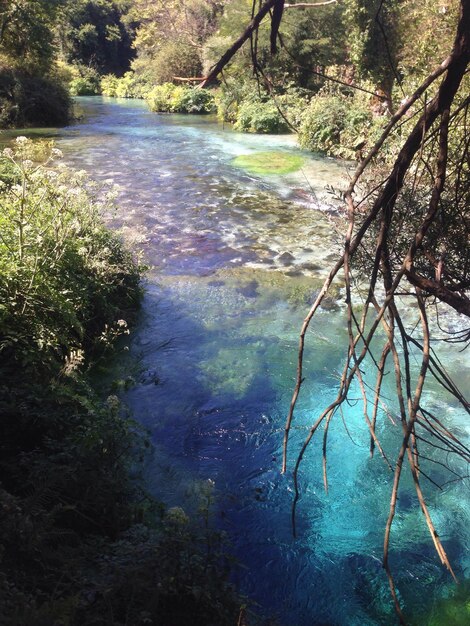 Foto riflessione degli alberi nell'acqua