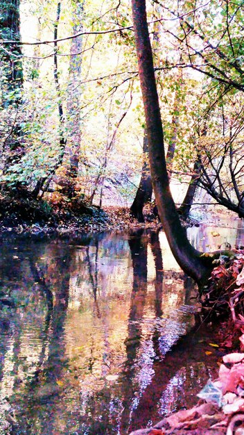 Foto riflesso degli alberi nell'acqua