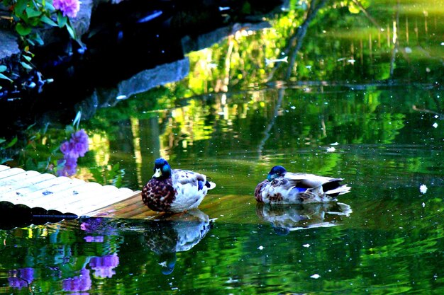 Reflection of trees in water